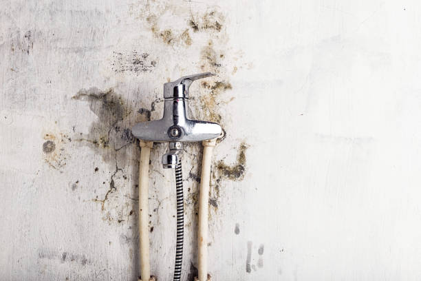 Best Mold Removal Company Near Me  in Newark, IL