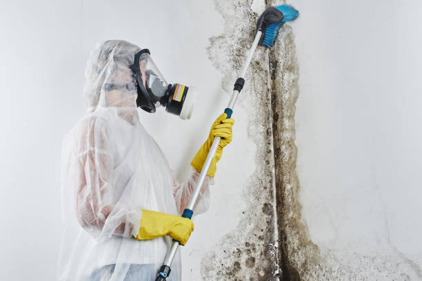 Best Certified Mold Removal  in Newark, IL