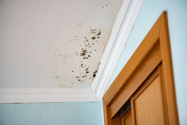 Best Mold Damage Repair  in Newark, IL