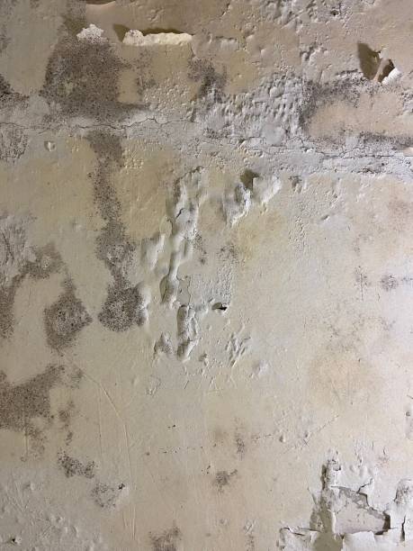Best Emergency Mold Removal  in Newark, IL