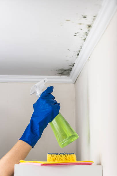 Best Attic Mold Removal  in Newark, IL