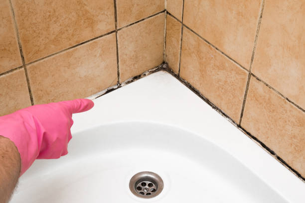 Best Professional Mold Removal  in Newark, IL